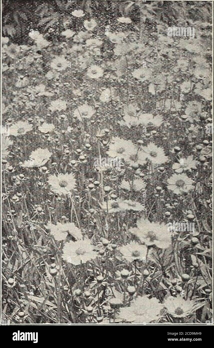 . Ferme et jardin annuel : printemps 1913 . ANÉMONE. Les anémones, ou Windflowers, sont parmi les plus themost showy de nos plantes d'automne endurcis. Leurs belles fleurs blanches pures et de couleur rose sont portées sur de longues tiges et une profusion ingrat. Ils sont indispensables pour les fleurs coupées. Doit être représenté dans tous les jardins.A. Japoniea Alba—3 pieds. Août. Une variété japonaise très à la main. Fleurs grandes, blanc pur.A. Rosea de Japoniea—3 pieds. Août. Comme ce qui précède dans l'habitude mais les fleurs sont une deli-cate rose couleur.A. Tourbillon : 3 mètres. Une variété très résistante et fortement croissante, très semblable à Japoniea.but Banque D'Images