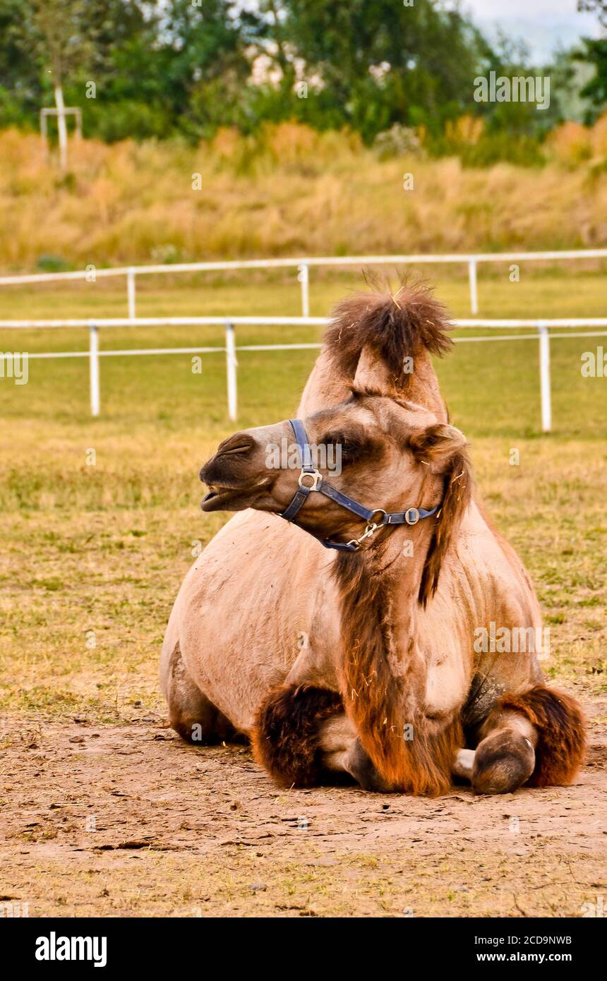 Quiralu / Wendal Cirque Ou Animaux Sauvages : Grand Chameau Avec Socle B