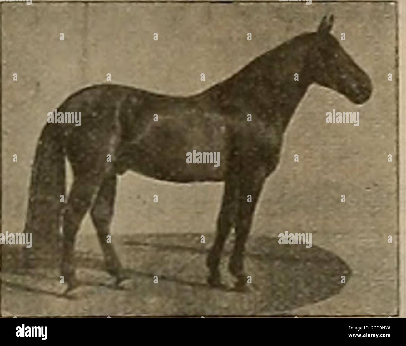 . Sélectionneur et sportif . :12J&lt; et Joe Evlston (3) 2:22 fera la saison 1904 à Lakeville, dans le comté de Sonoma, dans le gal. SEYMOUR WILKES a gagné son record dans une forte trace et a été un cheval de course de jeu aucun cheval en Californie peut showa plus grande proportion de gros, beau, smngly construit et bien-boned cols. Ils se ressemblent tous, et dans presque tous les cas sont SqUSEVMOCB WILKES par Guy Wilkes, son barrage début Birdby Playmail; deuxième barrage par Odd Fellow, troisième barrage par un fils de Williamsons Belmont, quatrième barrage par Blackhawk 767. Il pèse 1200 livres, se tient 16 mains et est l'un des plus symme Banque D'Images