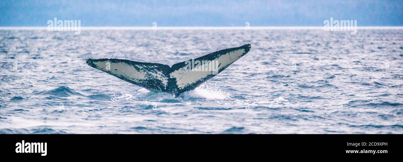 Croisière d'observation des baleines en Alaska. Queue de baleine à bosse plongée en mer. Panorama de bannière Banque D'Images