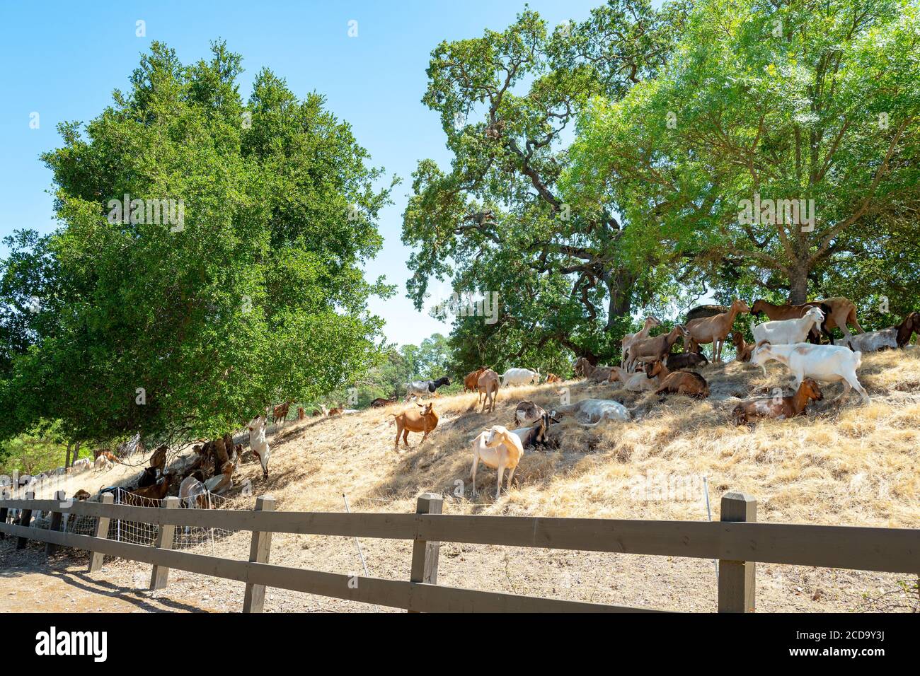 Les chèvres graissent sur une colline à Bishop Ranch Open Space à San Ramon, Californie, dans le cadre d'un programme d'utilisation des chèvres pour le contrôle de la végétation et la tonte des pelouses pendant la saison des feux de forêt de la région, le 26 juin 2020. () Banque D'Images
