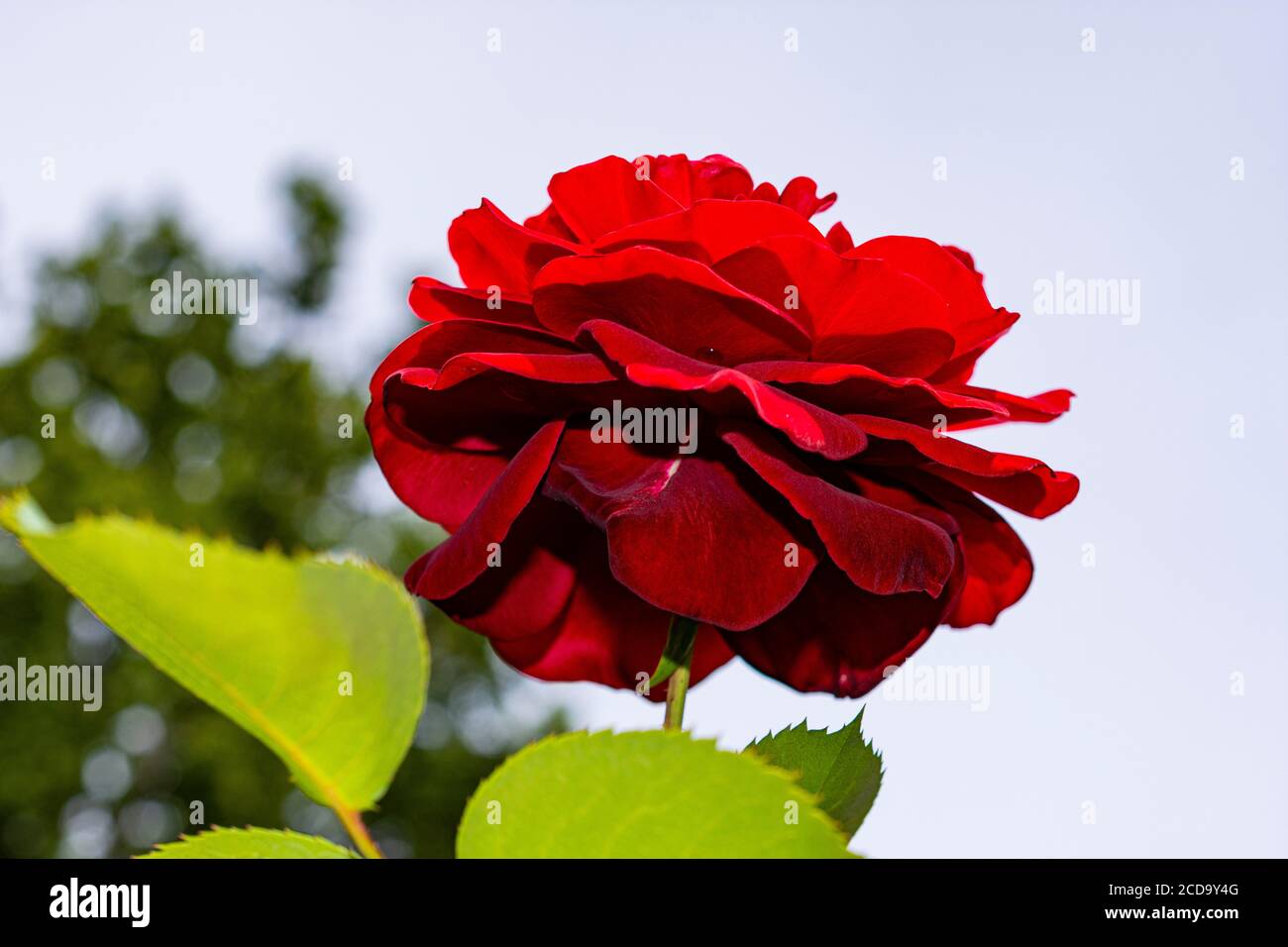 Macro d'une tête de fleur, une rose rouge vue d'en dessous Banque D'Images