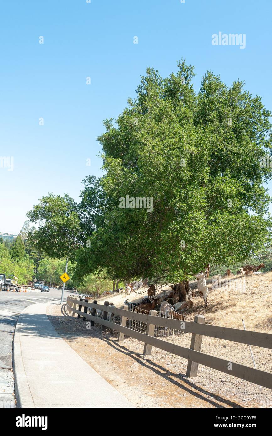 Les chèvres graissent sur une colline à Bishop Ranch Open Space à San Ramon, Californie, dans le cadre d'un programme d'utilisation des chèvres pour le contrôle de la végétation et la tonte des pelouses pendant la saison des feux de forêt de la région, le 26 juin 2020. () Banque D'Images