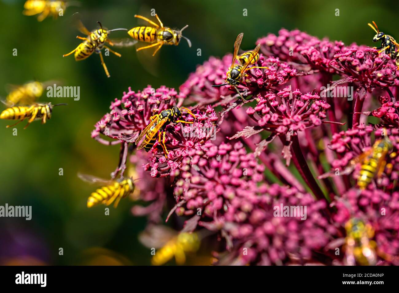 Wasps (Deutsche Wespe / vespula germanica) pollinisation et lutte autour de Giant Angelica (Roter Engelwurz / angelica gigas). Banque D'Images