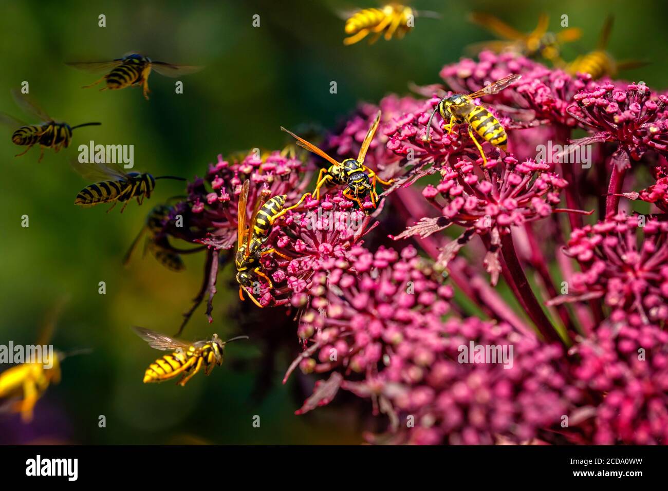 Wasps (Deutsche Wespe / vespula germanica) pollinisation et lutte autour de Giant Angelica (Roter Engelwurz / angelica gigas). Banque D'Images