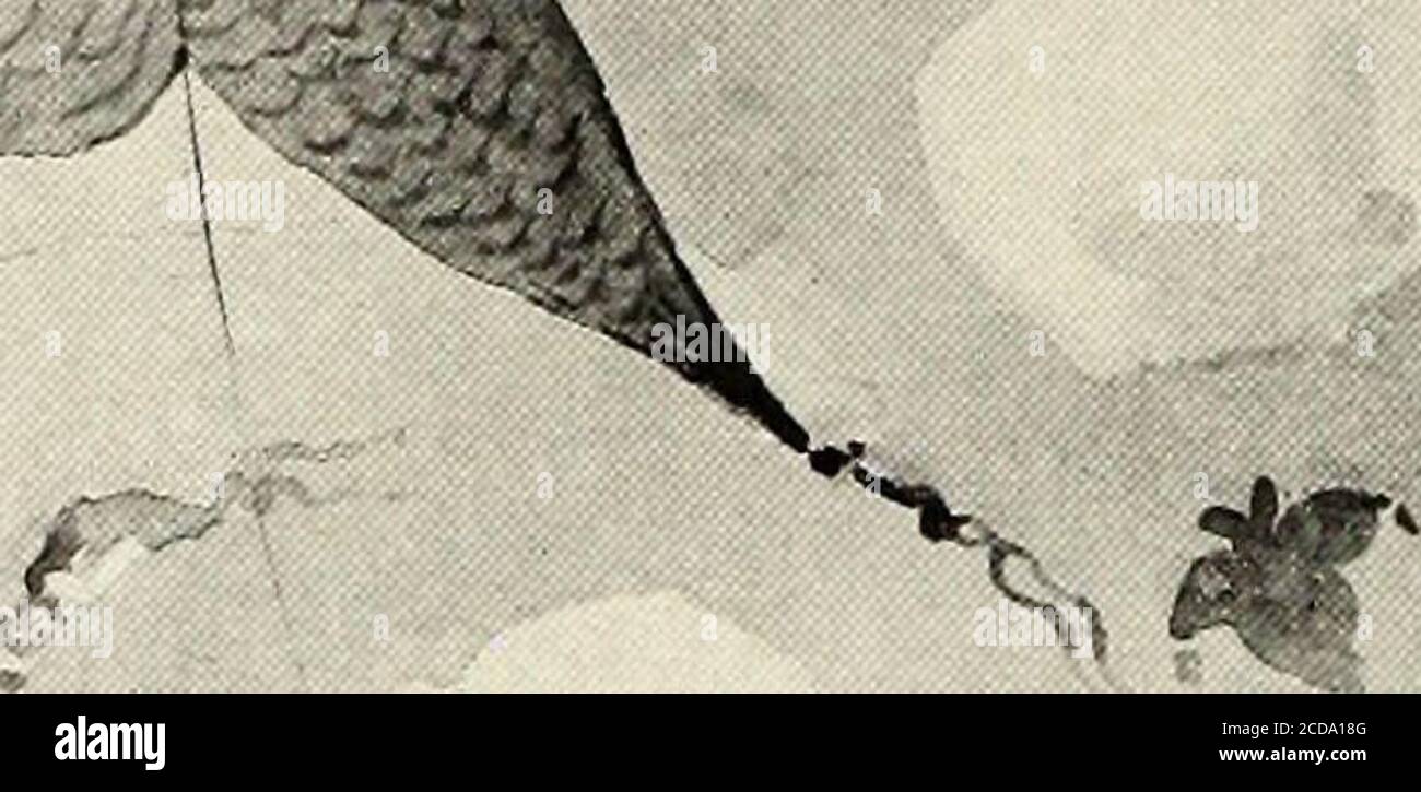 . St. Nicholas [serial] . Rful event; andsoon, les gens sont venus en multitoudes pour voir les Dumpling pensé qu'ils avaient l'air très funnyavec leurs têtes rasées sans à-coups et les longues queues de porc de cheveux pendant leur dos. Et leurs yeux aussi étaient plus grands, en train de courir vers les thécorners. Et ils portaient des chaussures étranges et des vêtements étranges. Tout avait l'air très drôle. Quand il leur sourit, les gens ont été dans leur joie; car ils ont pensé qu'il était un signe de sa grande faveur, et qu'il leur vanterait beaucoup de bonheur et de gloire. Maintenant therewould ne plus être des problèmes, puisque le Childof le Soleil était venu à la règle sur eux. ButDump Banque D'Images