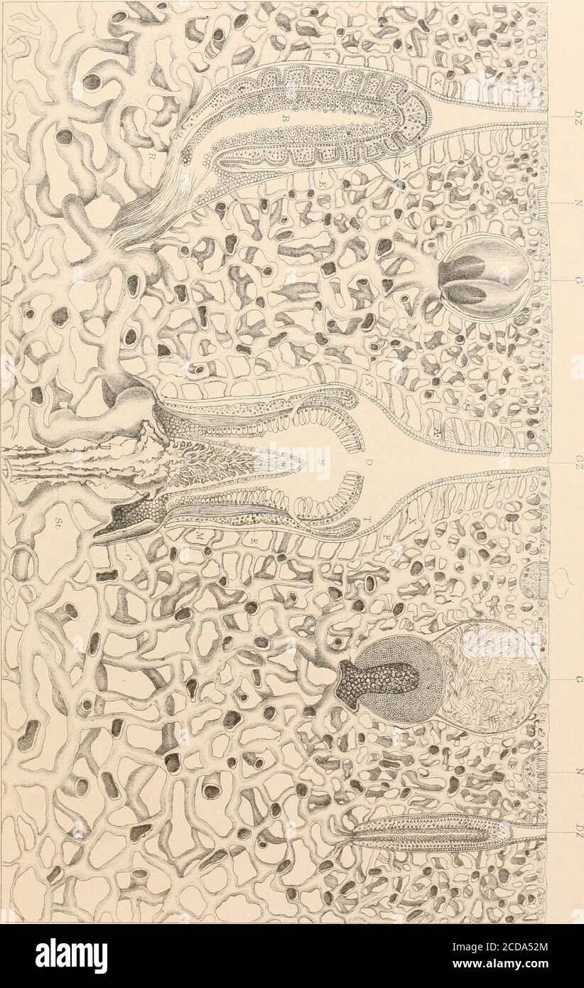 . Rapport sur les résultats scientifiques du voyage de H.M.S. Challenger pendant les années 1873-76 : sous le commandement du capitaine George S. Nares, R.N., F.R.S. et du capitaine Frank Turle Thomson, R.N. . [i ..,;. |3 H Pi Moaelej | Figure il Figure 15 Figure RE 16 ? 1.2, 9, S P 0 R A D 0 PO RA. 3, 13.14, ST Y LA ST E R. 7, C R Y PDF H E L I A. 8,15, A STY LU S. 4, S P I IN I P 0 R A .5.LAB0P0RA. 6.16, D I S T I C H 0 P 0 R A 10, 11,12, A L LO PO R A. O. 5ben, MX. SPORADOPORA ? . ? X Banque D'Images