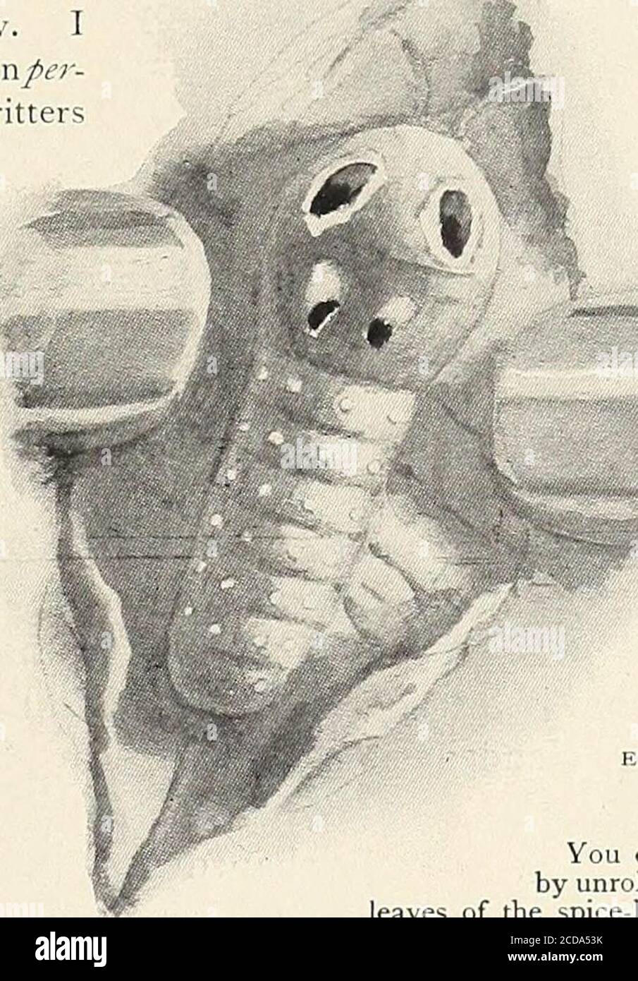 . Saint-Nicolas [série] . UNE VÉRITABLE PRISE DANS LA BOÎTE. Il est maintenant temps de regarder dans les leavesrepliés de la buisson épice et des sassafras-arbre pour le plus surprenant des larves de papillon. Il est inoffensive par-fétilement, mais l'apparence des taches de l'oeil-comme le rend formidable. William Hamilton Gibson l'a appelé le buisson de thespice. Voici la façon dont herecords une expérience: Le fermier, un vénérable vieil habitant, est venu de son porte pour voir ce que j'étais, bien connaissede l'expérience que je cherchais des insectes de somesort. Quand il s'était approché près de mon coude Isoudainement ouvert un du le Banque D'Images