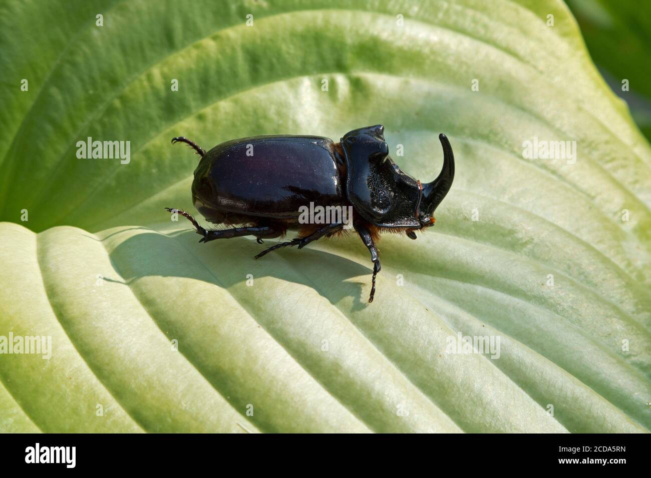 Dendroctone du rhinocéros européen (Oryctes nasicornis), près de Buzet, Istrie, Croatie Banque D'Images