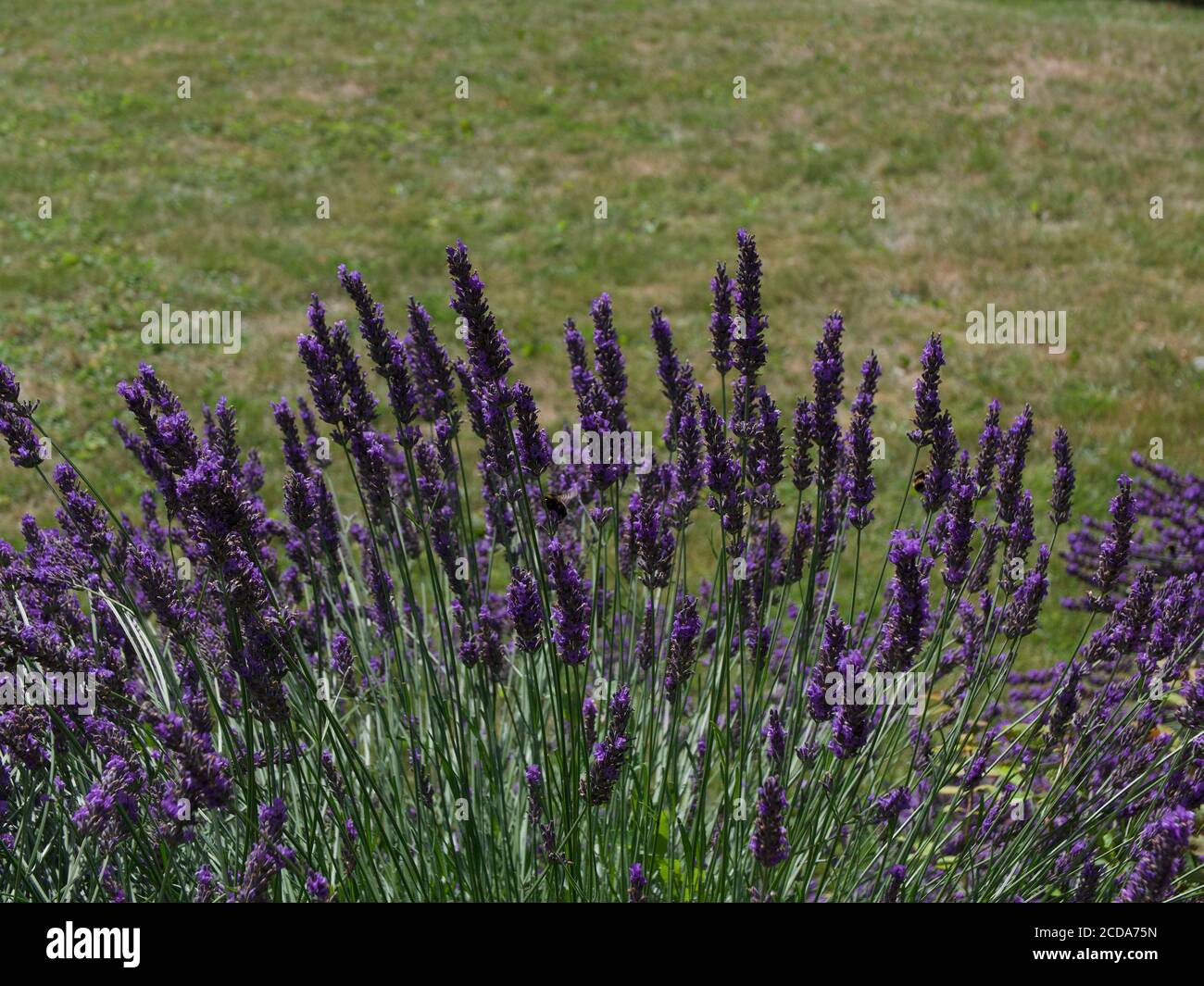 Lavande violette parfumée sur fond d'herbe avec espace pour la copie Banque D'Images