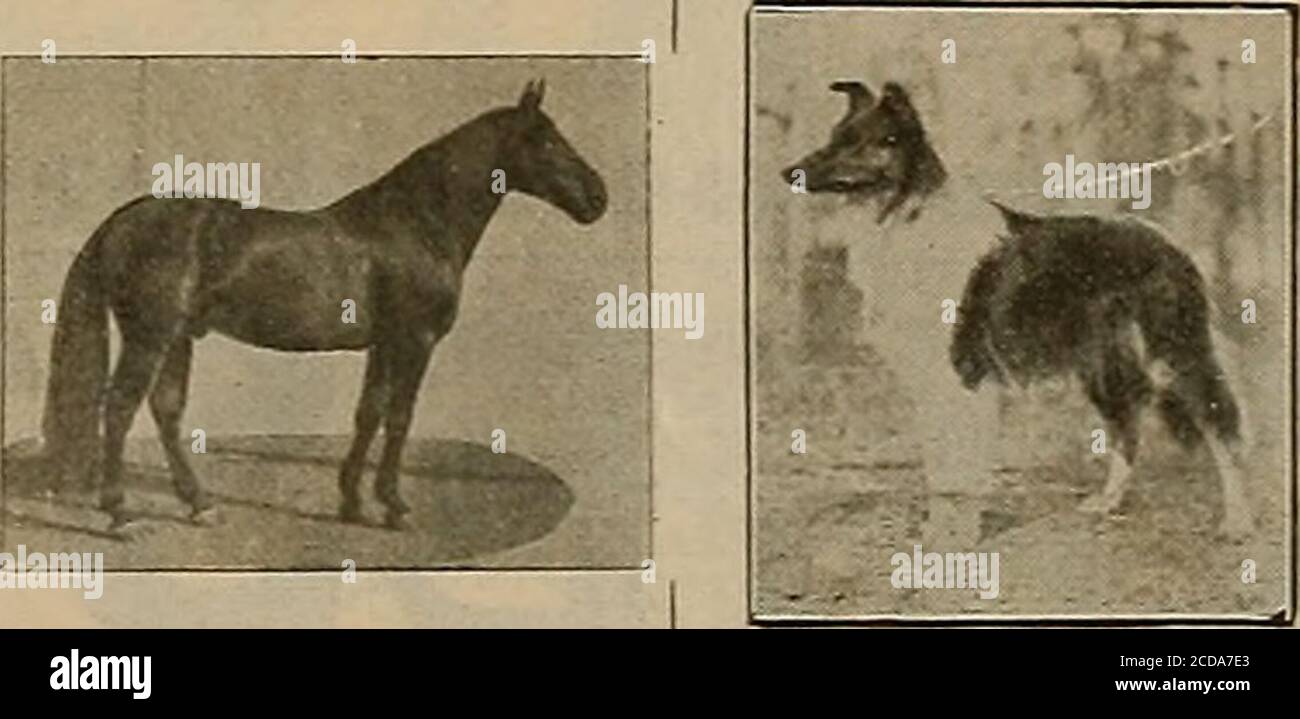 . Éleveur et sportif . lston (3) 2:22 fera la saison 1904 à Lakeville, comté de Sonoma, gal. SEYMOUR WiLEES a gagné son disque dans une forte trace et a été un cheval de course de jeu aucun cheval en Californie peut showa plus grande propDction de gros, beau, fortement construit et bien-boned cols. Ils se ressemblent tous, et innotent chaque instance aresquare trotters. „ , , a „ , ni SEYMOUR WILKES est par Guy Wilkes, son barrage au début de Birdby PlaymatyI; deuxième barrage par Odd Fellow, troisième barrage par un fils de Williamsons Belmont, quatrième barrage par Blackhawk 767. Il pèse 1200 livres, tient 16 mains hautes et est l'un des Mo Banque D'Images