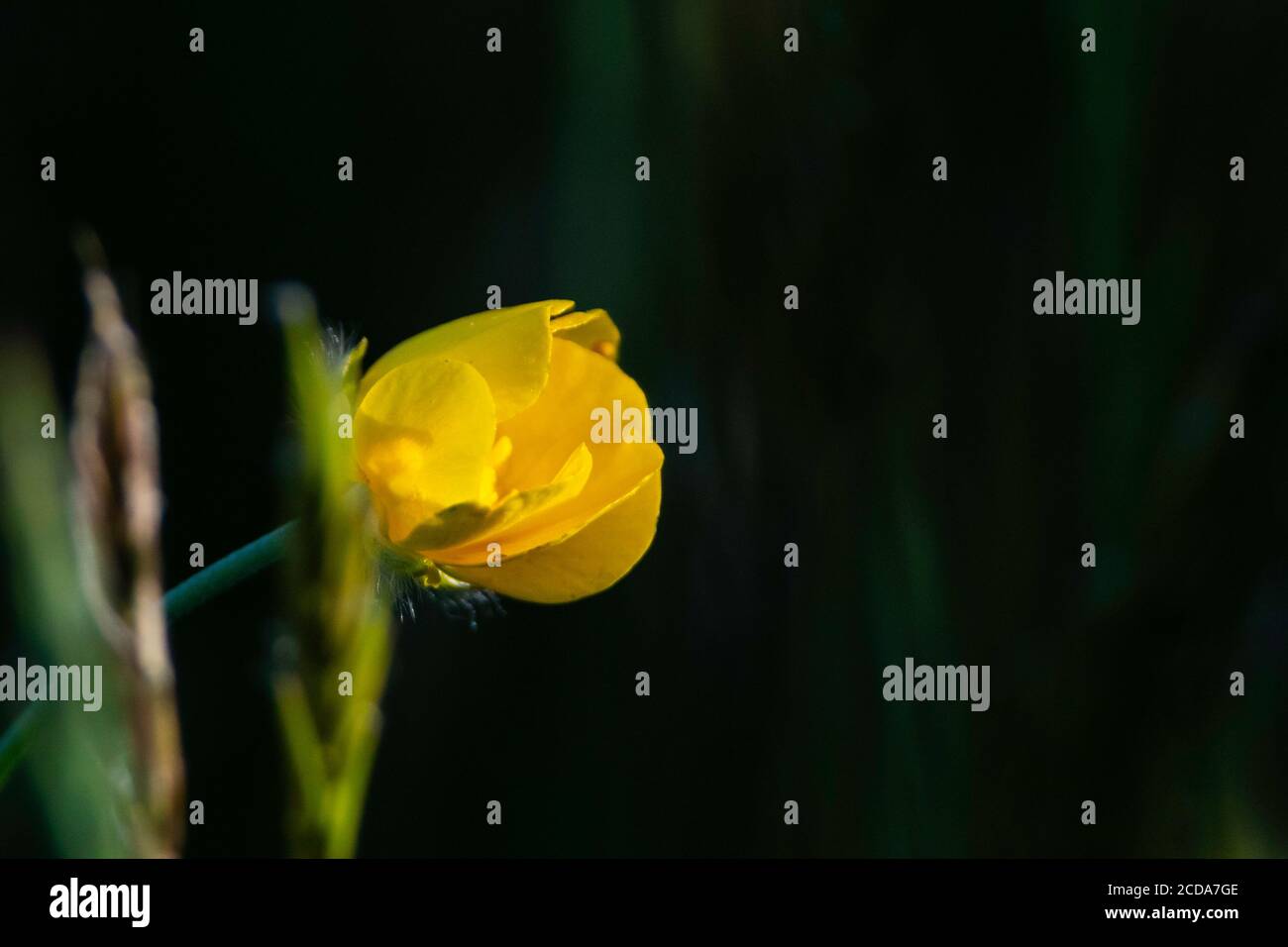 Gros plan de fleur de prairie avec soleil de fin de journée Banque D'Images