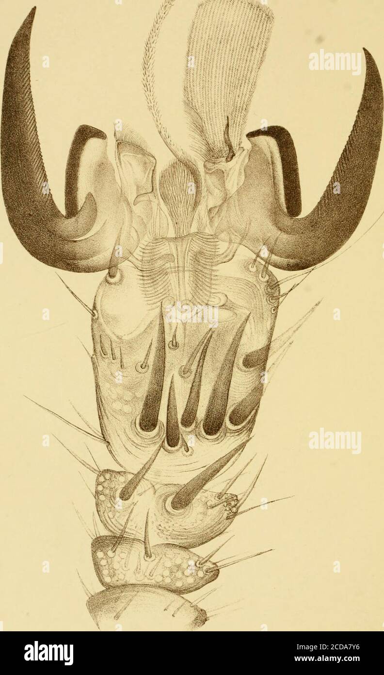 . Rapport d'observations sur les insectes nuisibles et les ravageurs communs des exploitations agricoles, au cours de l'année ... : avec des méthodes de prévention et de remède . Timberman Beetle, 99, 100 ; authenticBritish example enregistré, 99; localitiesfor, 99 ; description de, 99, 100 Tmetocera ocellana, 5 Tree-bing (decidud) Beetle, 92—98 Trypodendron domesticum (=Xyloterusdomesticus), 92—98 ; lineatum (= XY-loterus 92, rotums), 98 93–17, rotums (voir rotums) 127 133 Turnpip et choux à la mige, 130—133 ; différence entre, et Weevil de graines de Turnpip, 130 ; résultat grave de l'infestation, pr Banque D'Images