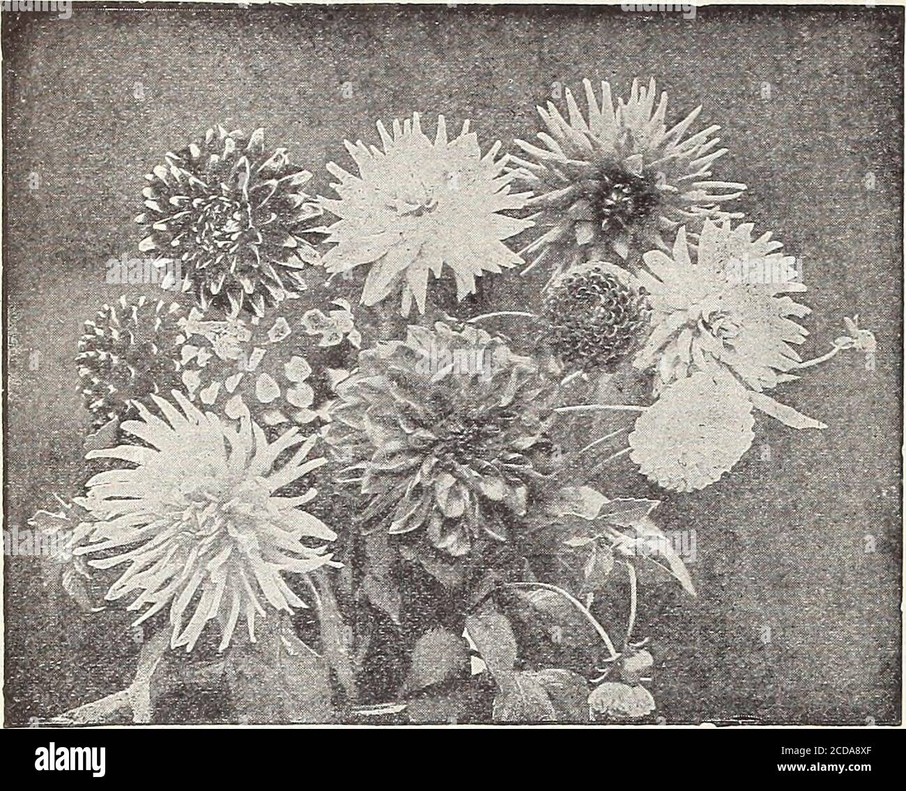 . Ferme et jardin annuel : printemps 1913 . CYCLAMEN. OURRIE BROTHERS COMPANY, MILWAUKEE, WIS. DAHLIA. DAHLIAS, DOUBLE PÂQUERETTES. Floraison de semences la première saison. Rien ne peut être plus efficace qu'un lit de Dahlias ou quelques plantes individuelles d'entre eux placeentourant les frontières. En semant tôt au printemps et après la transplantation, ils peuvent être en fleurs la même saison. Les variétiesuniques et Cactus sont utiles pour le travail décoratif dans les vases, etc. H. H. Pkt. Extra Choice, Double Mixed—from finestnamed flowers 10 Pompon, Finest Double Mixed—Small flower-ing 10 Single, Finest Mixed—very showy and fine Banque D'Images