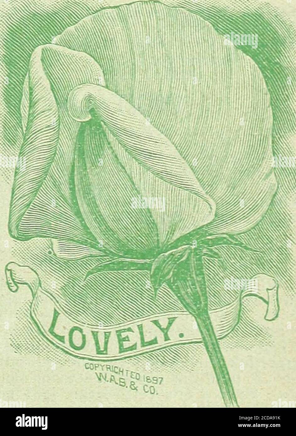 . Notre nouveau guide de la culture des roses : roses typiques de D.&C. peintes de la nature. Sol très blanc avec des marques finement arrosées, fortement écaillé de carmin de rosy. RAMONA. Fleurs de la plus grande taille et de la forme la plus fine. Blanc crème riche, splasjié ou largement rayé avec le rose en standard et les ailes. BLEU ET WHITELOTTY ECKFORD.—grandes fleurs argentées-blanches beautifullv ombragées et bordées de lavande douce.riAID D'HONNEUR.—fleurs magnifiquement ombragées avec bleu clair sur un blanc! Sol, bordé d'une bordure étroite de violet profond, riche.I très dainty et attrayant. CHEVALIER NOIR BORDEAUX.—fleurs de grande taille Banque D'Images