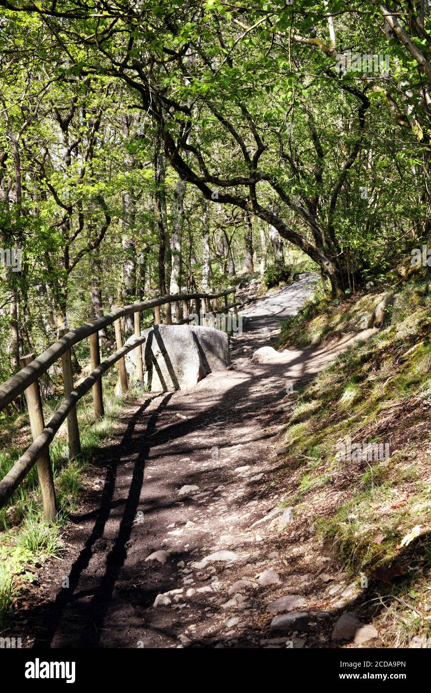 Sentier sinueux à travers une forêt gallois dans la campagne du Carmarthenshire Photo du Royaume-Uni du sud du pays de Galles Banque D'Images