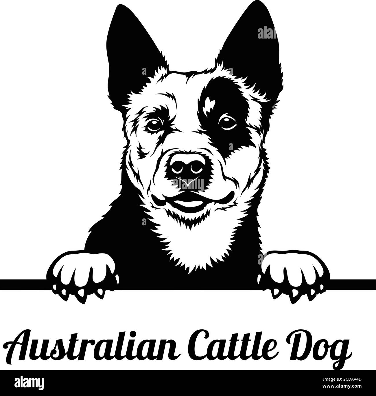 Le chien de péeping est une race de chien de bétail australien. Illustration de Vecteur Le chien de péeping est une race de chien de bétail australien. Illustration de Vecteur