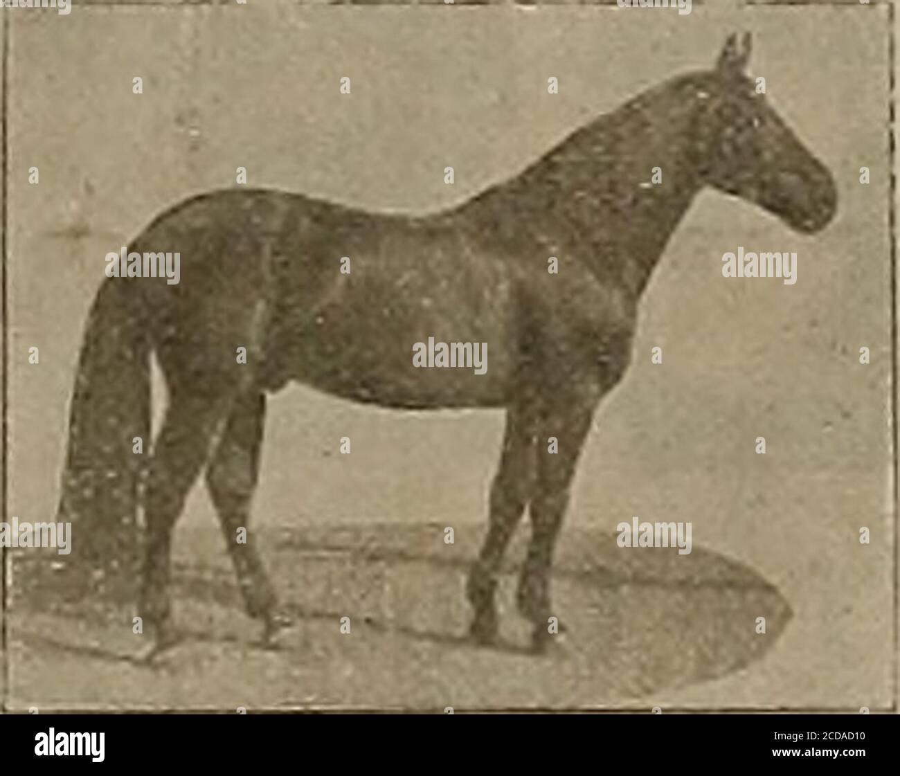 . Sélectionneur et sportif. mp; Et Joe Evlston (3) 2:22 fera la saison 1904 à Lakeville, dans le comté de Sonoma, Gal SEYMOUR WILKES a gagné son record dans un ha*d fughtrace et a été un cheval de course aucun cheval en Californie peut showune plus grande proportion de gros, beau, fortement construit et bien-boned colts. Ils ont tous l'air semblables, et dans presque tous les cas aresquare trotters. SEYMOUB WILKES est par Guy Wilkes, son barrage au début de BirdbyPlaymail; deuxième barrage par Odd Fellow, troisième barrage par un fils de Williamsons Belmont, quatrième barrage par Blackbawk 767. Il pèse 1200 livres, tient 16 mains hautes et est l'un des mos Banque D'Images
