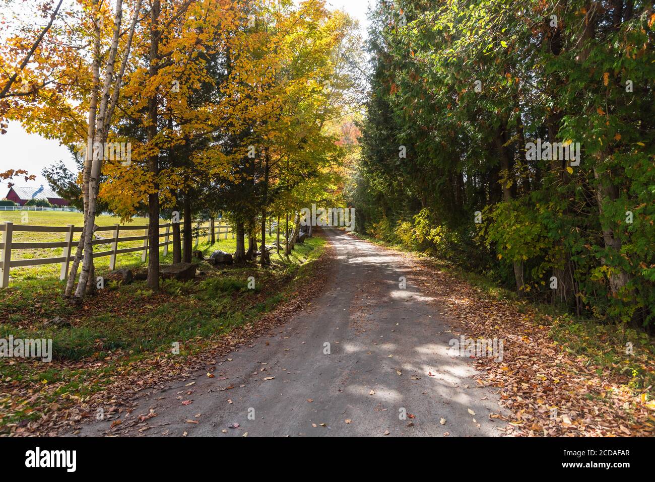 Route arrière déserte bordée d'une clôture à travers des arbres à feuilles caduques un jour d'automne ensoleillé Banque D'Images