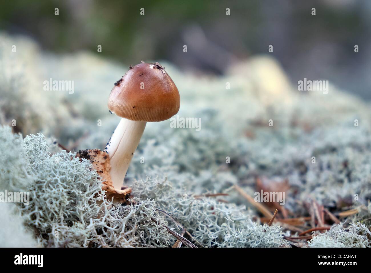 Champignon immature (Amanitfa fulva) croissant dans la forêt, entouré de lichen ou de mousse. Banque D'Images