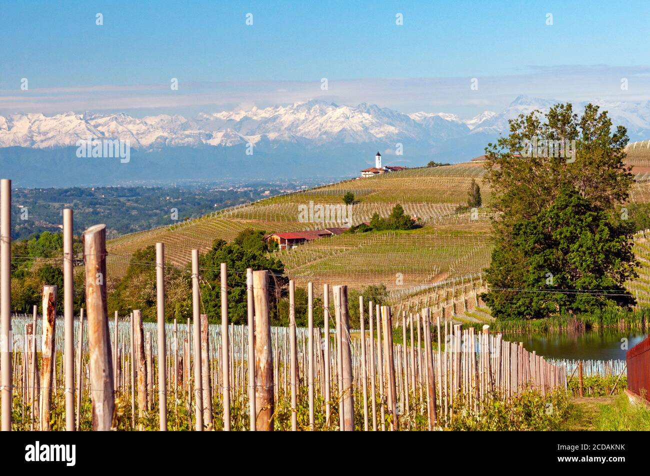 Vignobles et montagnes de la région Piémont près de la ville de la Morra, Italie Banque D'Images