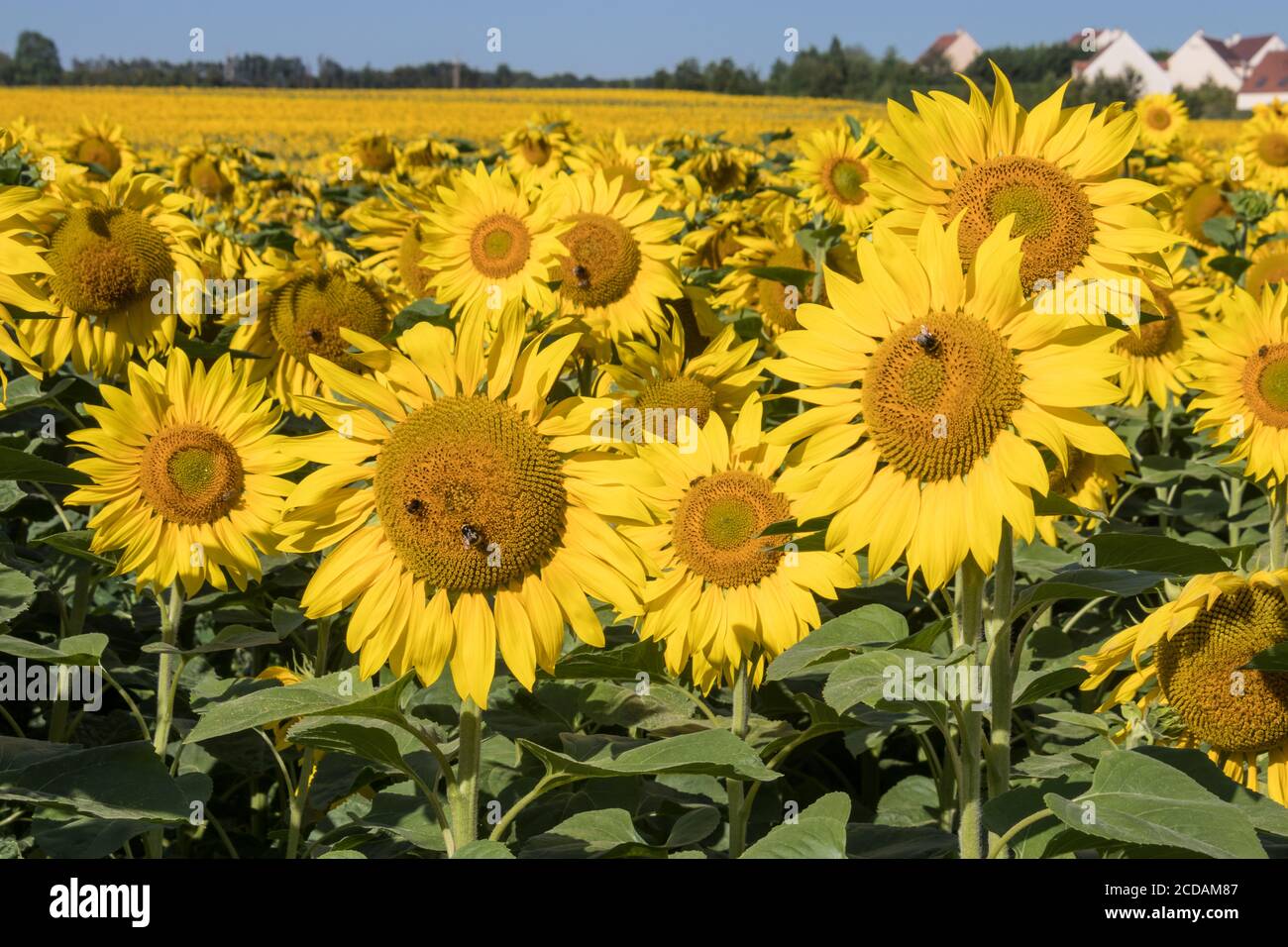 Grand champ de tournesols fleuissant vers le soleil de France près Paris Banque D'Images