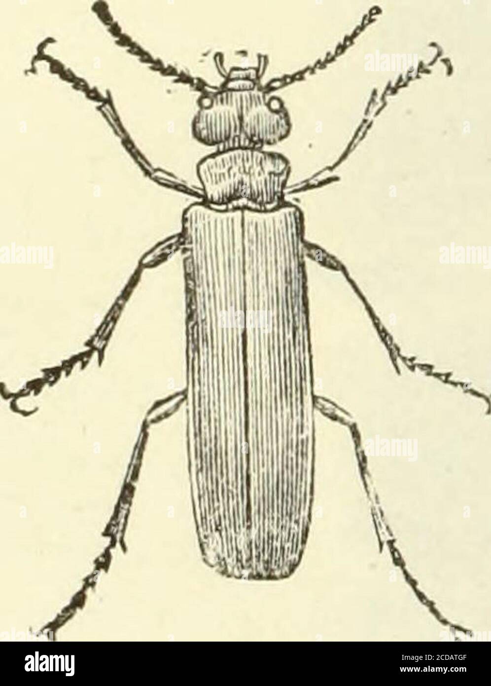 . Histoire naturelle des langues simples : ou cours d'histoire naturelle professé à l'École supérieure de pharmacie de Paris . Les rations qui ont été déphaquées Linné à donner le nom de cantharide à un autre genre de coléoptère, qui a mis en forme les deux genres malachie et telefore, et à faire passer la cantha-Ride officinale dans son Meloe, sous le nom de Meloe vestorius-genre. Fabricius, divisiant ensuite le genre Meloe, donna à la CAN-tharide le nom de Lytta vesicatoria ; enfinGeofroy lui a rendu son nom officinal, CAN-tharis vesicatoria, aujourdhui géneralementementité adopté. La cantharide (fig. 918) Banque D'Images