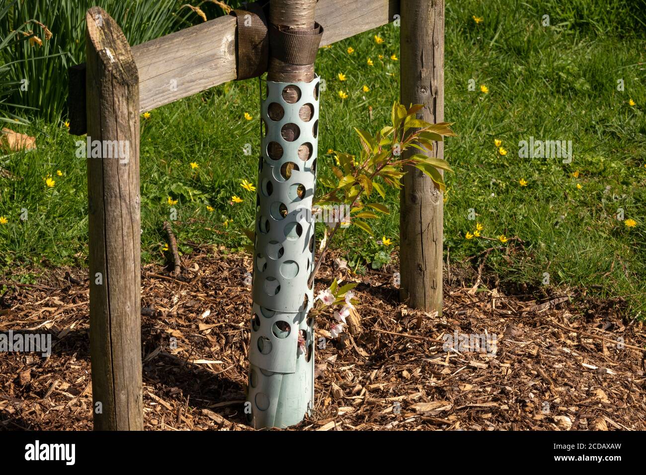 Les jeunes pousses ou feuilles de cerisier poussent au printemps Tube de protection à mailles métalliques boisement Irlande Banque D'Images