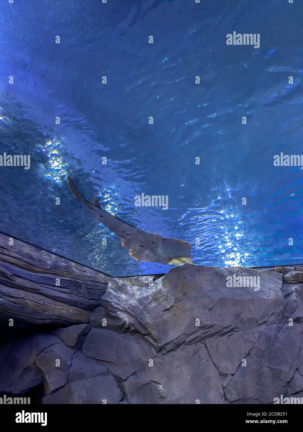 Orlando, FL/USA-7/12/20: Un poisson de guitare nageant dans un réservoir au-dessus des gens à une exposition de poissons à SeaWorld à Orlando, FL. Banque D'Images