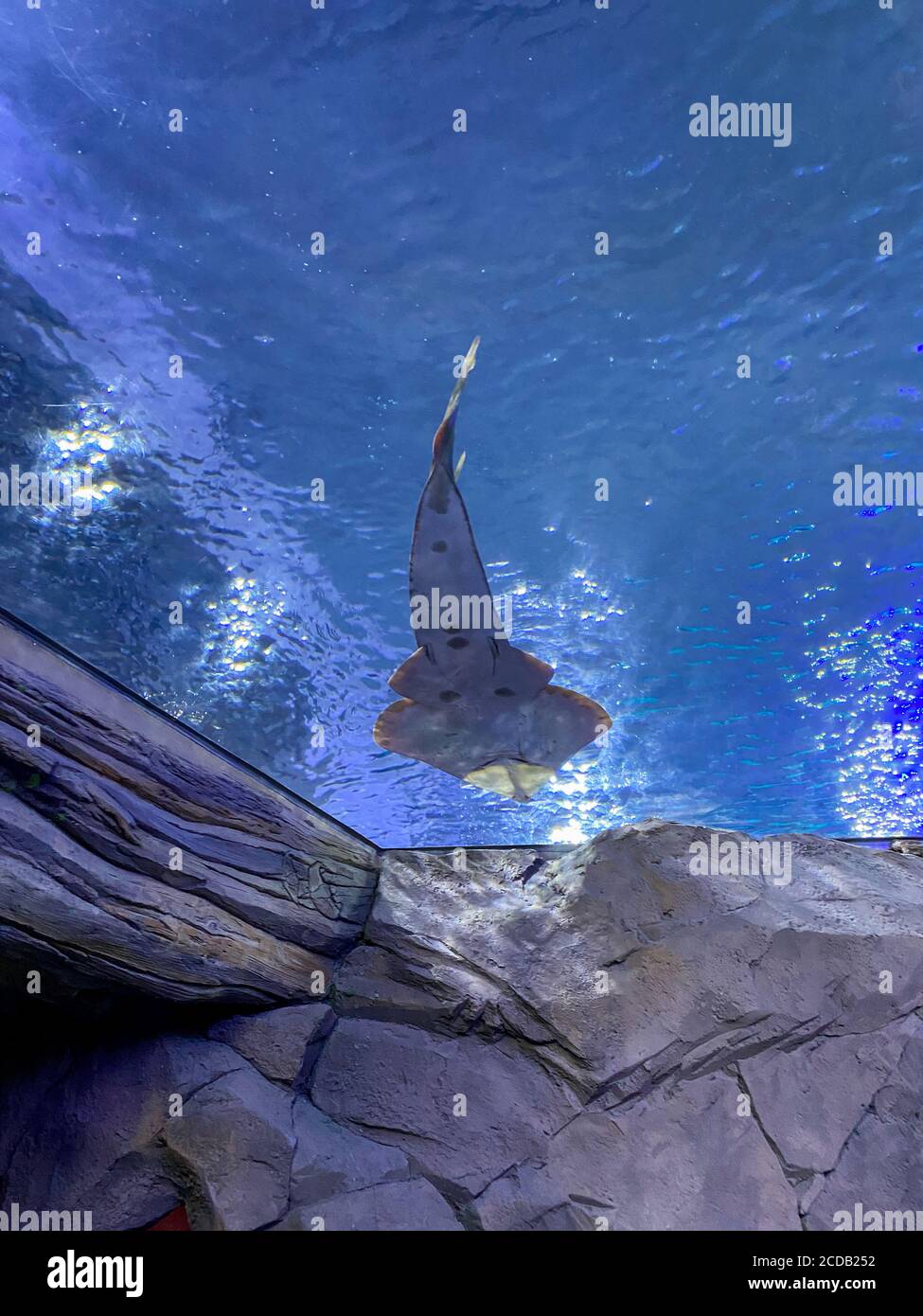 Orlando, FL/USA-7/12/20: Un poisson de guitare nageant dans un réservoir au-dessus des gens à une exposition de poissons à SeaWorld à Orlando, FL. Banque D'Images