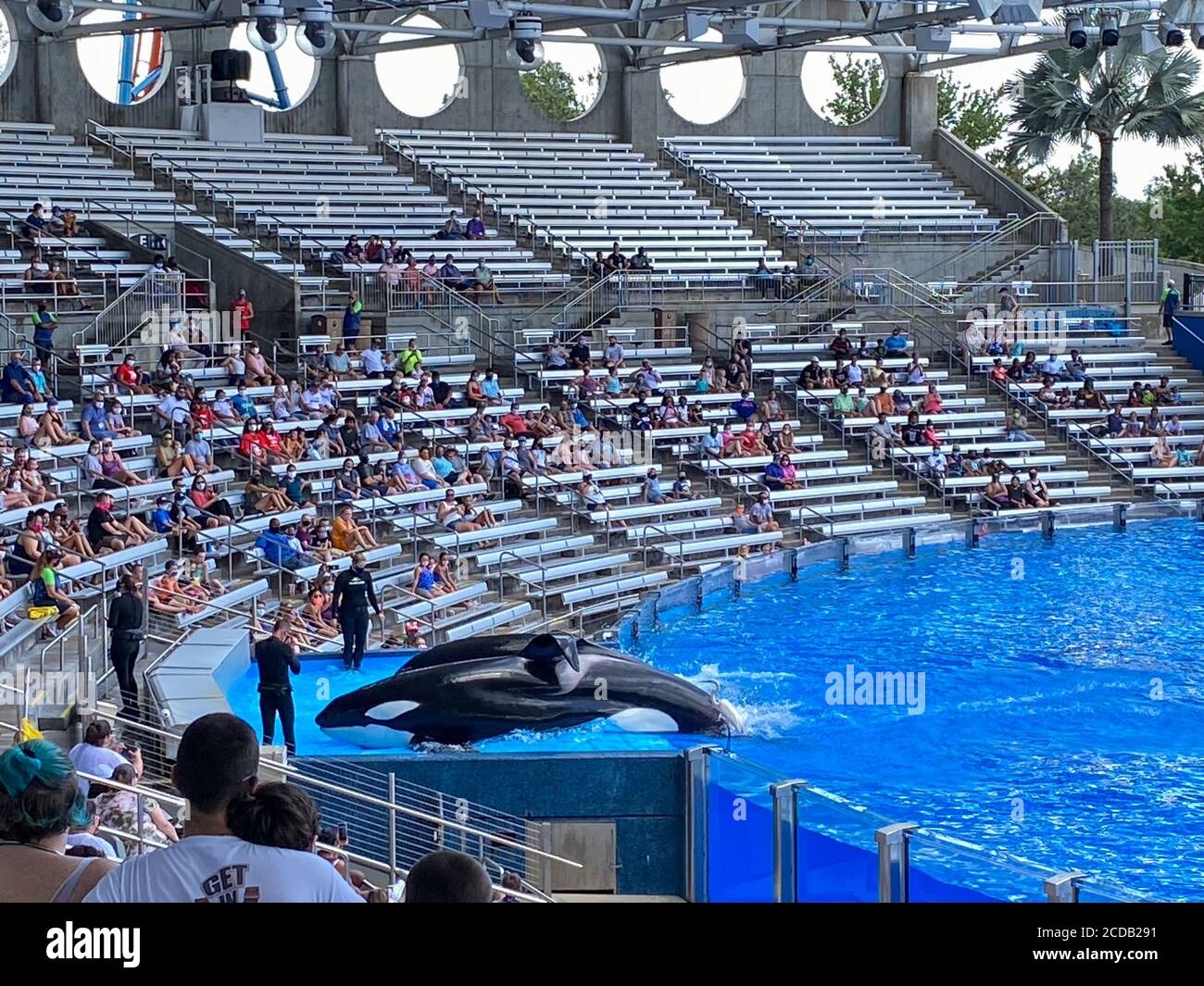 Orlando, FL/USA-7/12/20: L'exposition Orca ou Killer Whale à SeaWorld, Banque D'Images