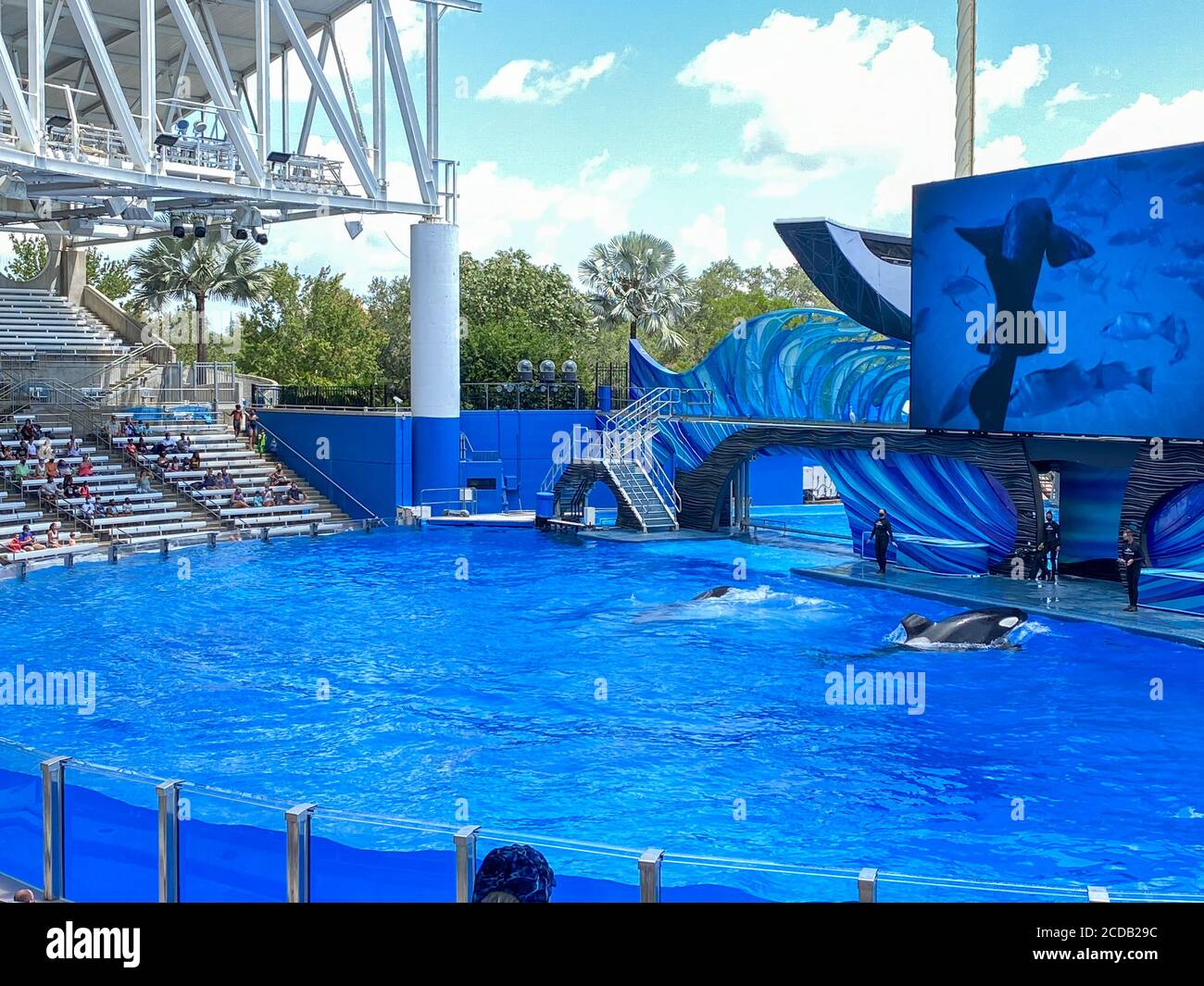 Orlando, FL/USA-7/12/20: L'exposition Orca ou Killer Whale à SeaWorld, Banque D'Images