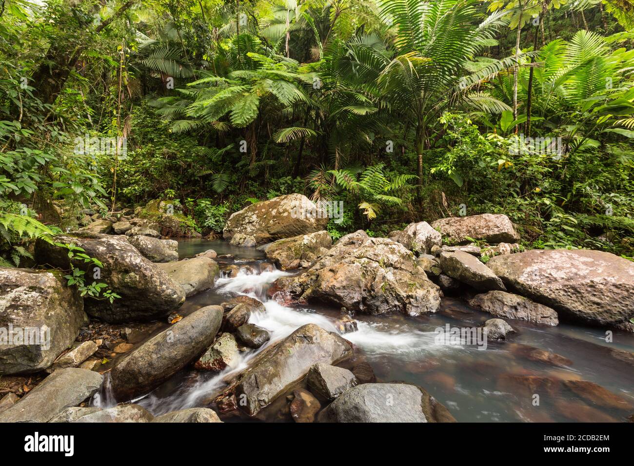 Petits rapides sur le Rio de la Mina dans la forêt tropicale nationale El Yunque à Porto Rico. Banque D'Images