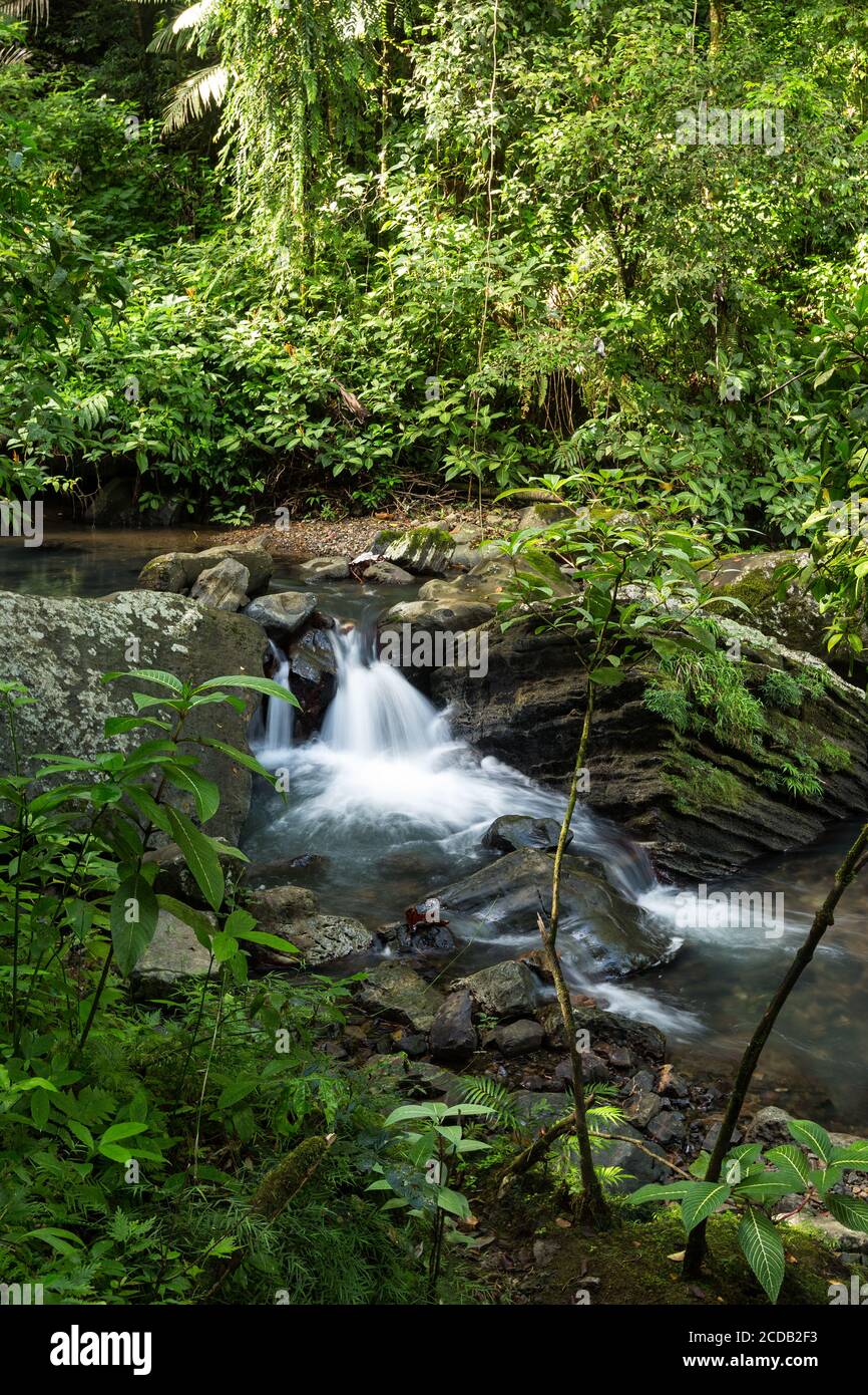 Petits rapides sur le Rio de la Mina dans la forêt tropicale nationale El Yunque à Porto Rico. Banque D'Images