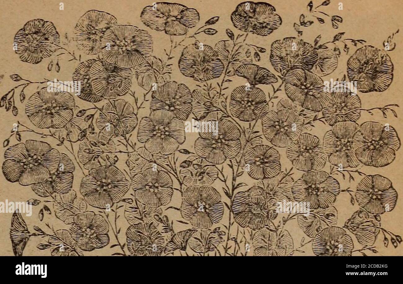 . Childs's Spring 1922 : graines qui satisfont les plantes qui s'amusent bulbes qui fleurissent les baies qui portent . im LINUM 285 rubrum—riche rubis-rouge de grande beauté, fleurant très rapidement de la graine 5 286 perenne—ce vivace fleurit librement le premier été de la graine et est une belle chose. Il sendsout longues, des branches wiry, qui sont revêtues d'agrowth de petit, presque comme le feuillage de cheveux. À la tipsdes branches areted grandes fleurs en forme de salver bleu ou blanc, porté avec une telle grâce aérée que theysemblent flotter dans l'air 10 Banque D'Images