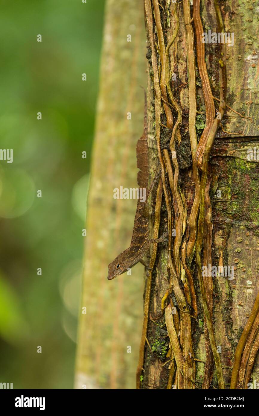 Un Anole à crête portoricaine, Anolis cristatellus, sur un tronc d'arbre dans la forêt nationale d'El Yunque, à Porto Rico. Banque D'Images