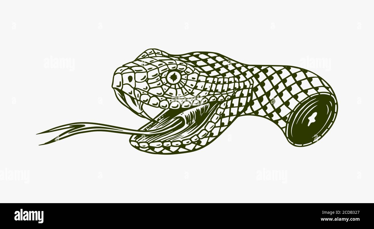 La tête coupée d'un serpent pour tatouage ou étiquette. Trait gravé à la main. Illustration vectorielle. Ancienne esquisse monochrome vintage. Illustration de Vecteur