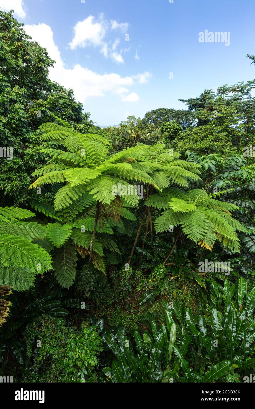 West Indian Tree Ferns, Cyathea arborea, au bord de la forêt tropicale dans la forêt nationale d'El Yunque, sur Porto Rico. Banque D'Images
