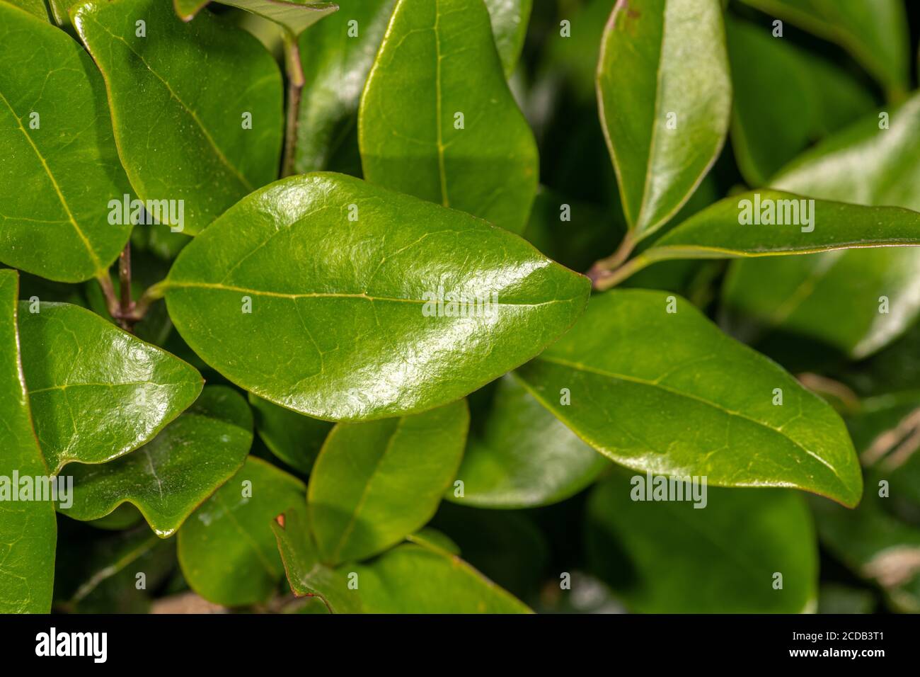Feuilles de Privet à feuilles larges, de privet chinois ou de Privet brillant (Ligustrum lucidum 'texanum') Banque D'Images