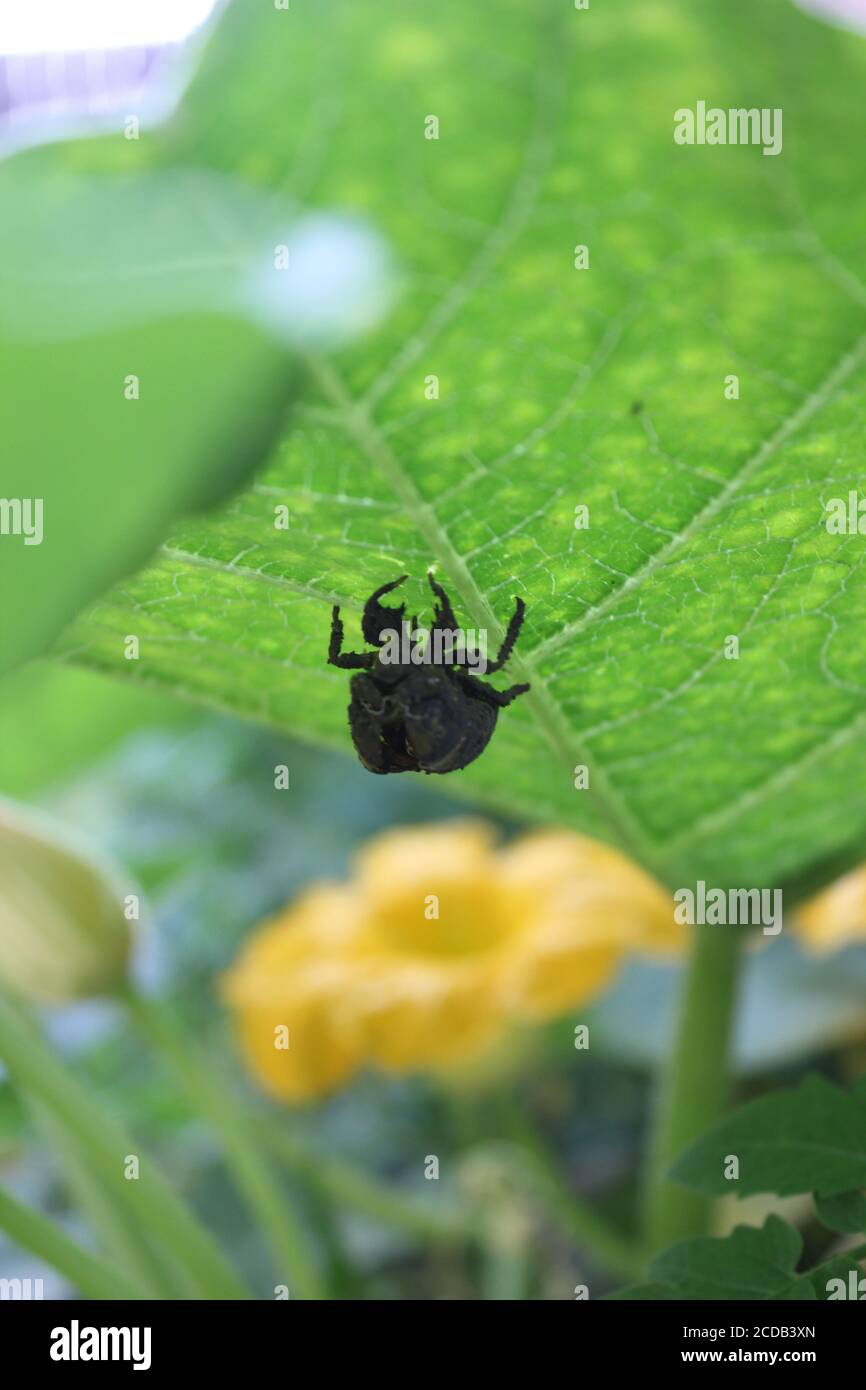 Une coquille de cicada vide suspendue au fond d'une plante de feuille de citrouille dans le jardin urbain biologique de cour arrière. Banque D'Images