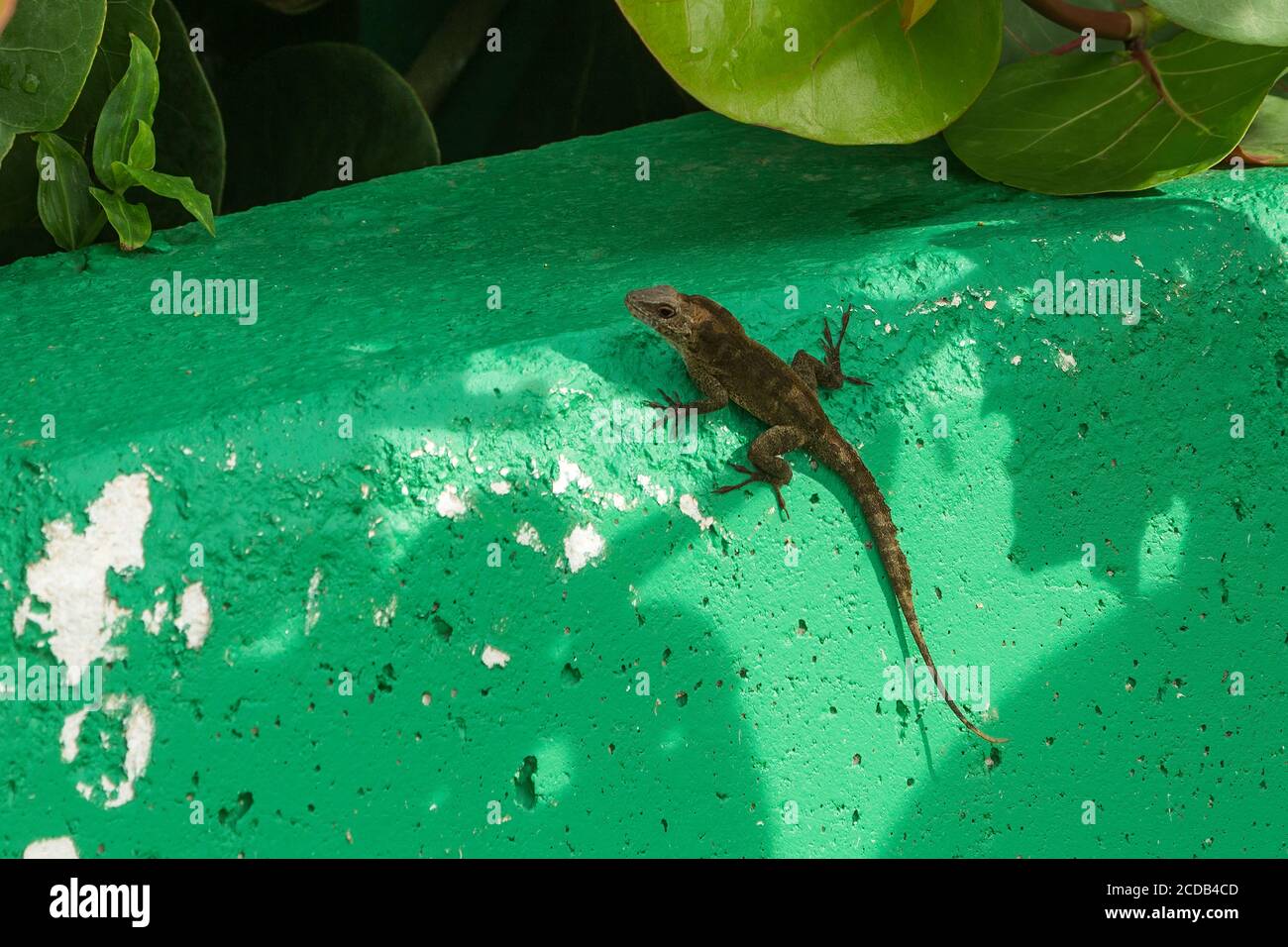 Un Anole de Porto Rico, Anolis cristatellus, sur le mur dans le vieux San Juan à Porto Rico. Banque D'Images