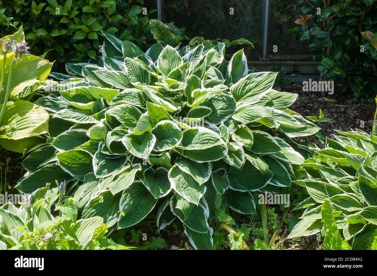 Grand chant de plante Hosta montrant la variante verte et blanche feuilles à marge irrégulière un clamp entièrement robuste formant herbacé vivace Banque D'Images