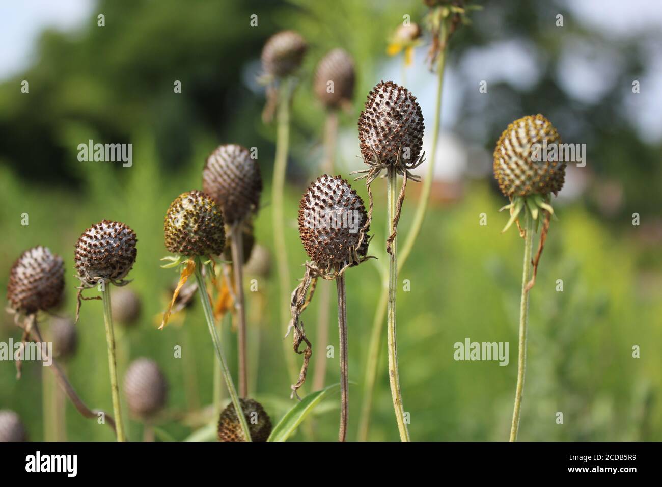 Champ de fleurs sauvages séchées de tournesol de Rudbeckia qui poussent au soleil d'été. Banque D'Images
