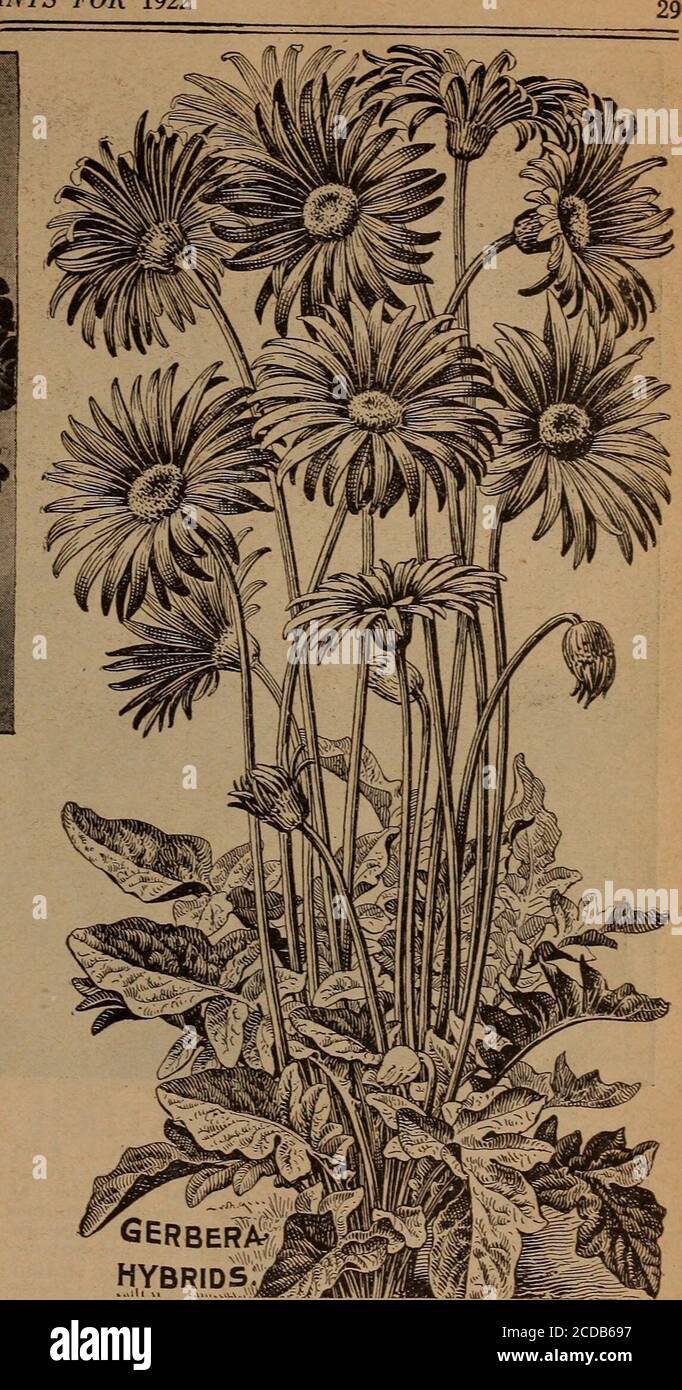 Childs's Spring 1922 : graines qui satisfont les plantes qui s'il vous  plaît bulbes qui fleurissent les baies qui portent . GAZANIA, LONGISCAPA  ^7-nilineWrPa1?ania est une année et est donc verysouhaitable