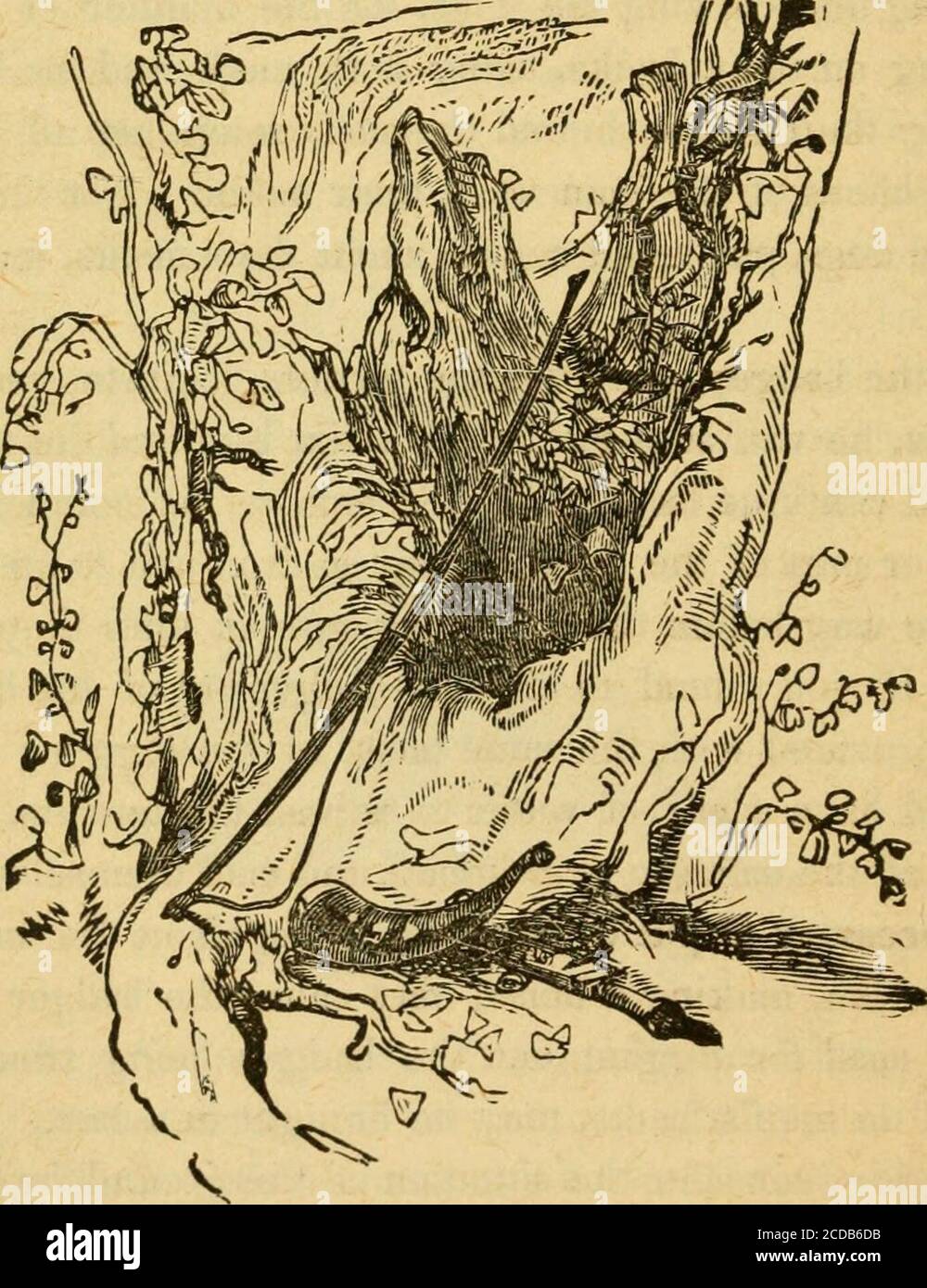 . Des scènes sauvages de la vie d'un chasseur; . peut causer le blaireau à boulonner.les outils utilisés pour creuser le blaireau étant difficile à transporter sur le dos des hommes, peuvent être amenés dans un chariot. En creusant, considérez la situation du sol, par laquelle vous jugerez où sont les angles principaux; sinon, au lieu d'advanc-ing le travail, vous l'empêchez. Dans cet ordre, vous pouvez assiégeeux dans leurs trous, et de travailler à eux avec des mines et contre-mines jusqu'à ce que vous les ayez surmontés. Ayant pris un livebadger, si vous faites du sport, le porter à la maison dans un sac, et le tourner dans votre cour-cour, ou un autre Banque D'Images