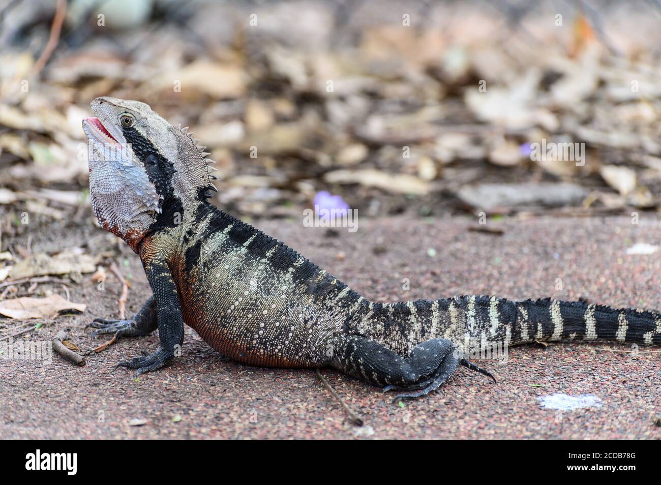 Dragon de l'eau de l'est dans un après-midi ensoleillé d'été Banque D'Images