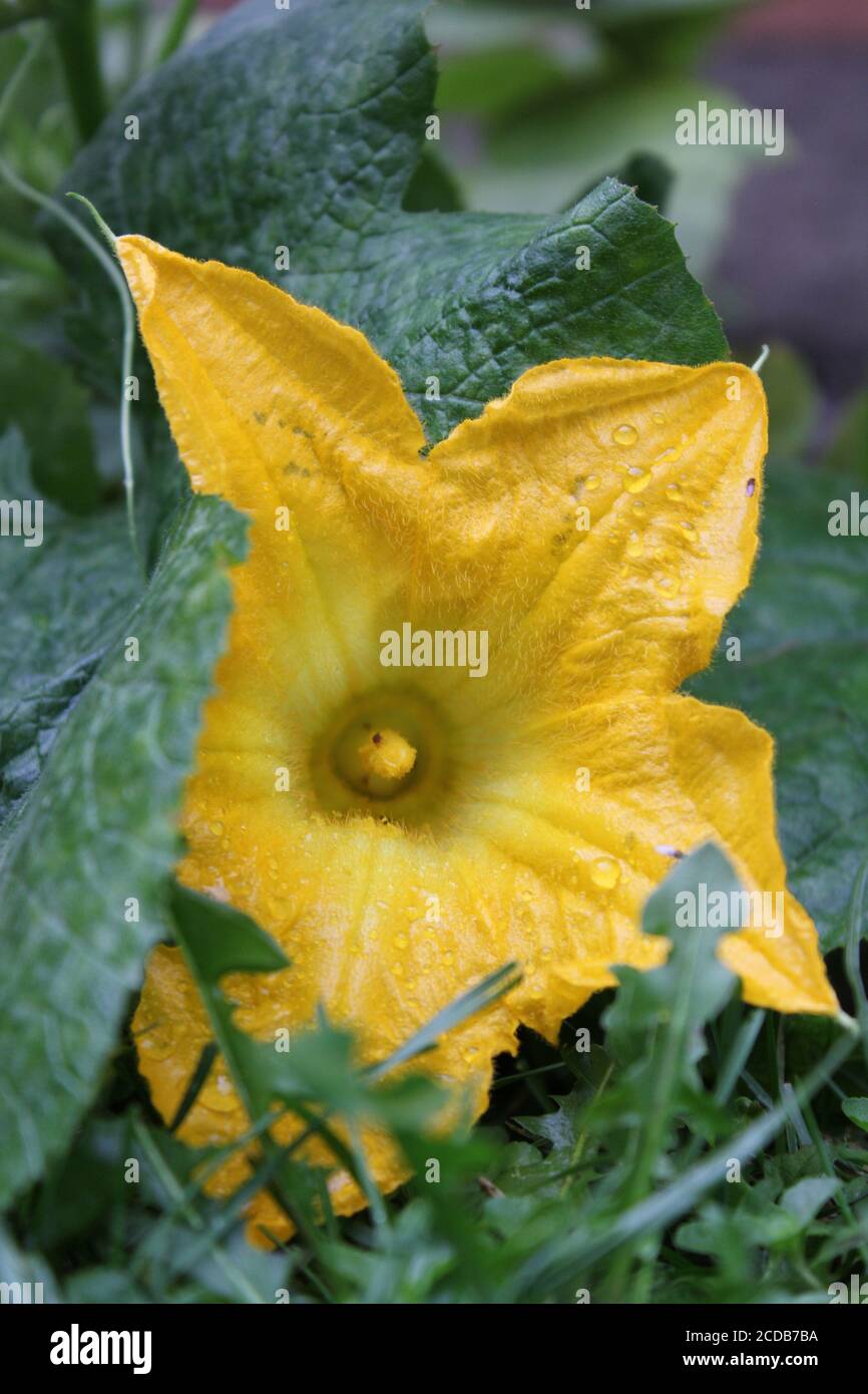 Jardin biologique urbain jardin d'une belle fleur de légumes de courge orange vif. Banque D'Images