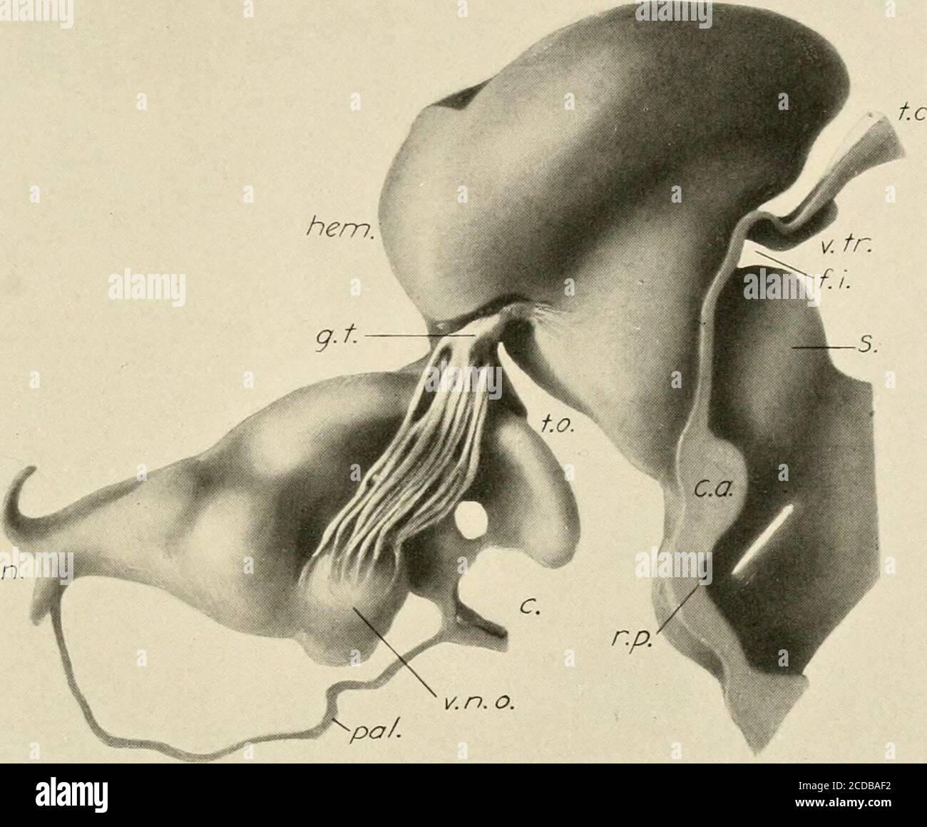 . Journal de neurologie comparative . sac nasal, vu de la surface médiane. Le modèle comprend la tige optique, dont la cavité en forme de fente est vue, et la paroi médiale et le pôle frontal de l'hémisphère.la rainure dans l'hémisphère est la fissura prima de son. La racine de la nertusterminalis est dirigée vers l'arrière dans la région paraterminale. L'olfactyserve forme un fond sombre pour le ganglion terminal dans le dessin. ITIS à ce stade que les fibres olfactory provenant de l'organe vomero-nasal sepa-rate des fibres nervus terminalis et entrent dans le bulbe olfactif dans le nerf olfac-tory Banque D'Images