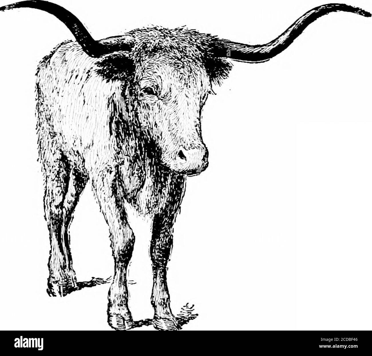 . Agriculture productive . que les moutons consomment des aliments que les porcs n'utiliseront pas, la con-clusion peut être tirée que les moutons sont les plus profitables des animaux d'alllthe, dans certaines conditions. Les produits bruts ne peuvent pas toujours être expédiés au marché de manière rentable. À titre d'illustration, la vache laitière a utilisé environ 48 poundsde produits d'alimentation pour fabriquer une livre de beurre. Les rawmaterials ont une faible valeur de vente par livre, mais une livre de beurre peut se vendre pour 35 cents par pourid. Les frais de transport pour le transport des matières premières seraient extrêmement coûteux, en proportion de la valeur du produit envoyé, tandis que le Banque D'Images