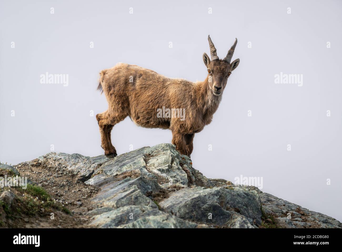 Wild Alpine ibex steinbock femelle ou bouquetin regardant le Caméra à Gornergrat 3100m sommet au-dessus des nuages dans les Alpes suisses Suisse Banque D'Images